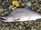 A pink salmon on riverbed sediment.